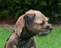 CH. Malice bleue Venus