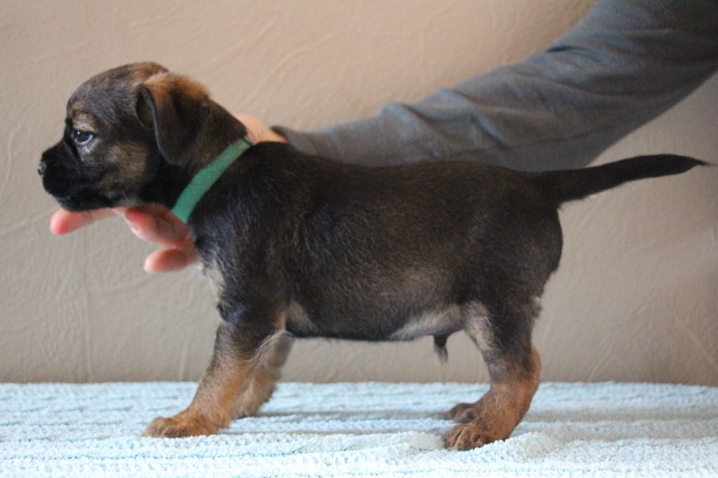 de la Source Riante - Chiots disponibles - Border Terrier