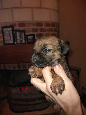 CHIOT 1
