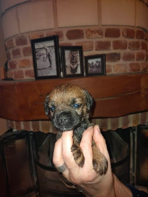 CHIOT 2
