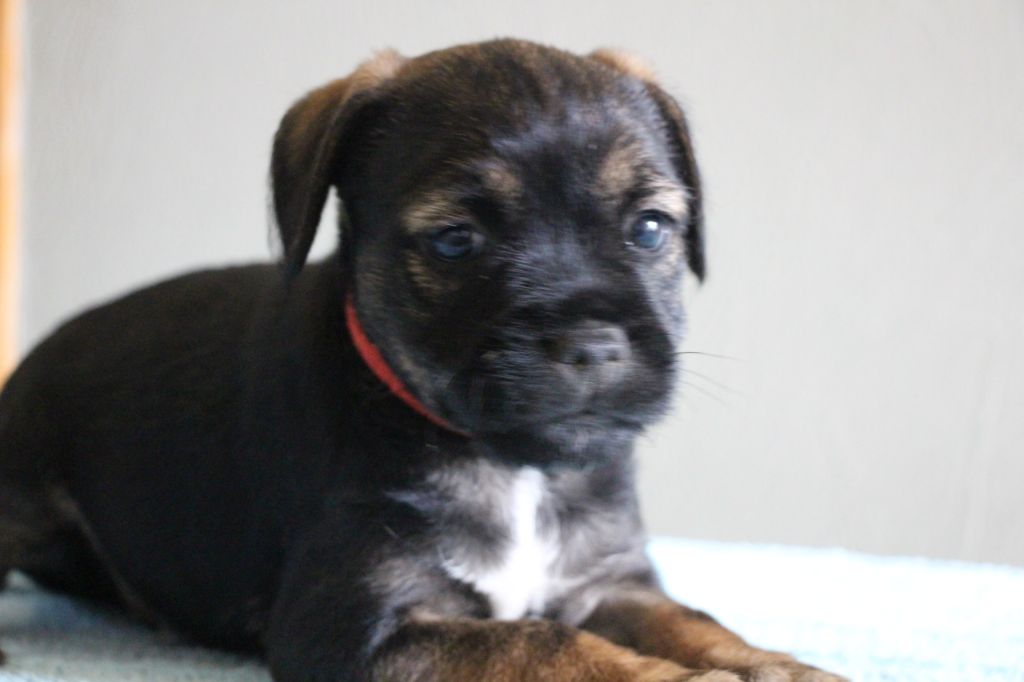 de la Source Riante - Chiots disponibles - Border Terrier