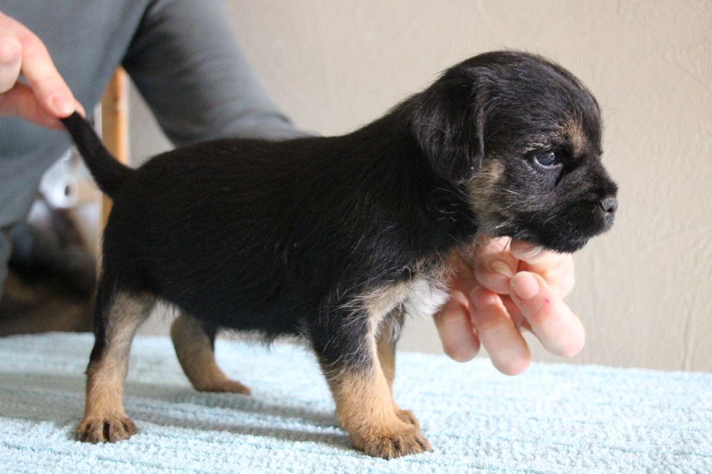 de la Source Riante - Chiots disponibles - Border Terrier